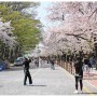 서울 벚꽃여행 2023 여의도 벚꽃축제