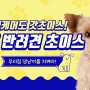 KT 펫케어 상품 (feat. KT 반려견 초이스)