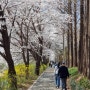 2023 양재천 벚꽃길 방문은 언제가 좋을까?