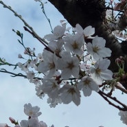 제주도 봄 여행 가시리 녹산로 벚꽃 축제