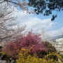 부산벚꽃명소 삼락공원 낙동제방벚꽃길 2023년 3월 벚꽃현황