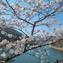 [나주 한수제]실시간 벚꽃개화상황(3/26기준) 광주근교 꽃구경가자