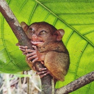 보홀 육상투어 귀여운 안경원숭이 보호구역