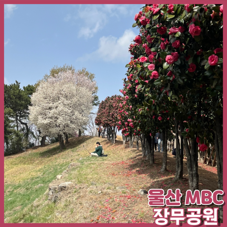 울산 MBC 문화동산 장무공원 동백꽃과 벚꽃 구경