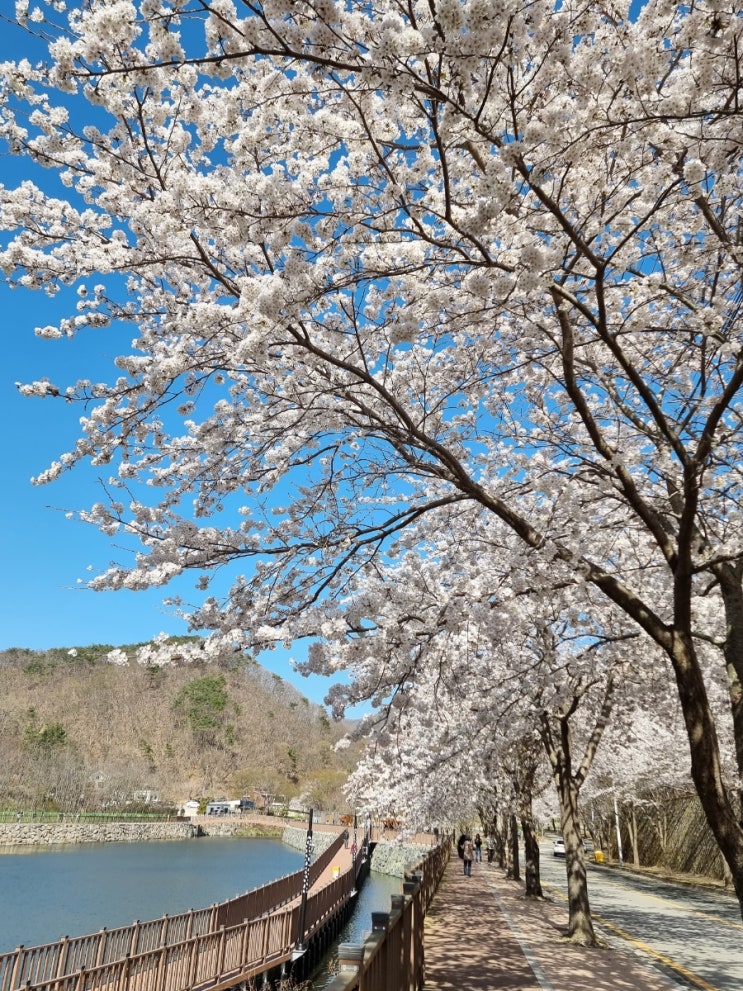 부산 정관 병산 저수지 벚꽃 구경_산책하기 좋은 곳_드라이브...