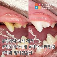 용강동물병원 :: 강아지 치석 제거 / 전문 치아 세정 / 치아 스케일링