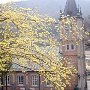 풍수원 성당의 봄