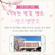 카이스트 벚꽃 인증샷 이벤트 🌸 대전 벚꽃 맛집 놀러오세요!