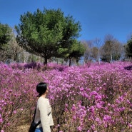 부천 원미산 진달래 동산 후기