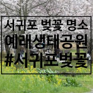 드디어 만나는 봄, 서귀포 벚꽃 명소 예래생태공원