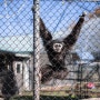 [캐나다살기] 오클론 팜 동물원 #Oaklawn Farm Zoo #노바스코샤 동물원 #아틀란틱캐나다 © 러버볼