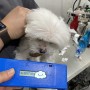일본으로 강아지 고양이 데려가기 : 나리타 공항으로 가는 말티즈 콩이 일본 광견병 항체가 검사 수입허가서 절차 비용