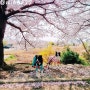 [멍이요] 부산 벚꽃 명소 어디로 갈까?