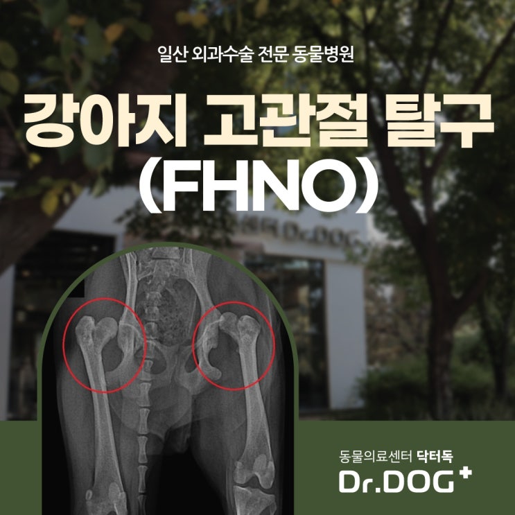 강아지 고관절 탈구 수술 (FHNO) : 일산동물병원, 동물의료센터 Dr.DOG(닥터독) : 네이버 블로그