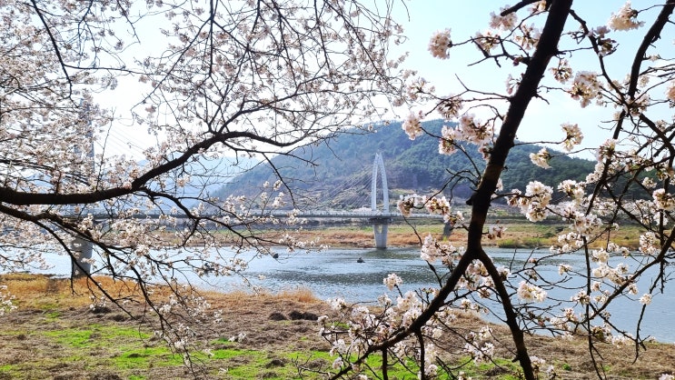 구례 300리 섬진강 벚꽃축제 명소, 벚꽃길 두꺼비다리