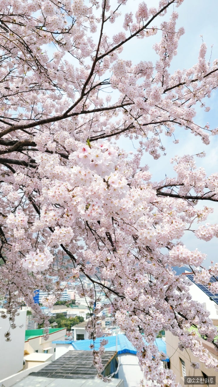 초량 벚꽃길 산책하기 좋은 곳 (부산 민주공원 ~ 초량 e편한 세상)