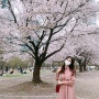 서울 벚꽃 명소, 서울숲 벚꽃🌸이번 주 만개 예상!