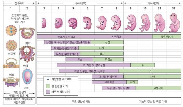 임신과 태아 : 네이버 블로그