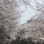 익산 가볼만한곳 벚꽃명소 소라산