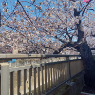 봄~향기 시작 벚꽃 시작 #다섯 번째 나카이타바시역 part.3