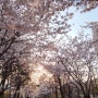 문정역 근린공원 벚꽃구경