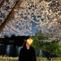 [대구벚꽃명소] 아양교 기찻길 벚꽃 야경, 동촌해물칼국수