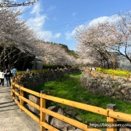 서귀포 서홍동 웃물교 벚꽃 실시간 (3월 26일 일요일 다녀왔어요!)