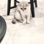 모두가 궁금해하시는 가우의 반려묘 고양이 브리티시 쇼트헤어 루이 근황