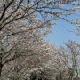 순천 동천 벚꽃 상황 및 주차, 네비주소 (23년 3월 28일)