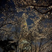 석촌호수 야간 벚꽃 (밤11시, 사진많음 주의ㅋㅋ) & 야간 카페 추천