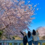 [제주살이] 서귀포 숨겨진 벚꽃 스팟 : 약천사 + 걸어서 올레길 8코스