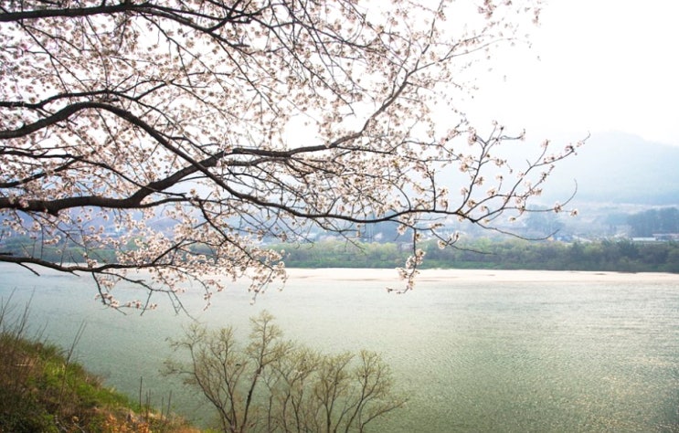 전남 구례 여행은 아직 끝나지 않았다! 300리 벚꽃길