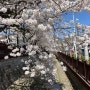 [경남 진해] 2023 진해군항제 벚꽃축제 먹거리 여좌천 로망스다리 주차장 전야제