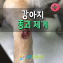 강아지 피부 종양 / 강아지 뒷다리 혹 제거 수술 [양천동물병원]