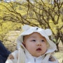 경기도 이천 산수유축제 아기랑 꽃 나들이 가볼만한곳 추천 :)