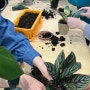 [미니 클래스 수업 리뷰]누구나 할 수 있는 식물 심기 체험
