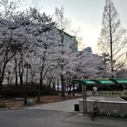 광진구 세종대학교 벚꽃 봄맞이 꽃구경