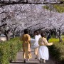 일본 벚꽃 명소 - 오늘 완전히 만개한 고베, 효고현 실시간