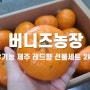 [버니즈농장] 산지직송 신선과일 유기농 제주 레드향 후기
