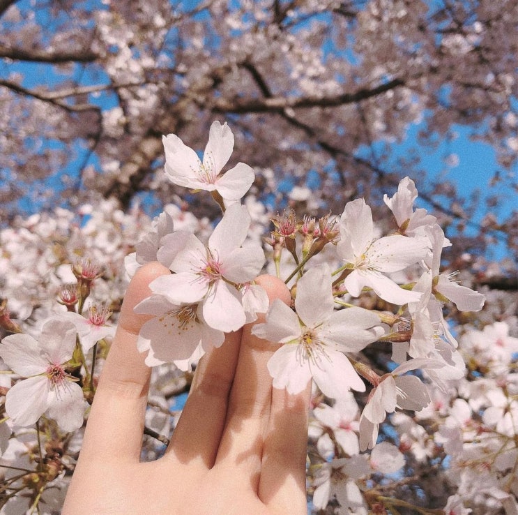 청주 무심천 벚꽃길 근처 가볼 만한 맛집& 수암골 전망대 카페 : 네이버 블로그