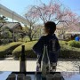 3월 4월 오사카 날씨, 옷차림, 벚꽃 지금 실시간