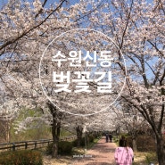 3.29일 수원 신동 수변공원 벚꽃 나들이