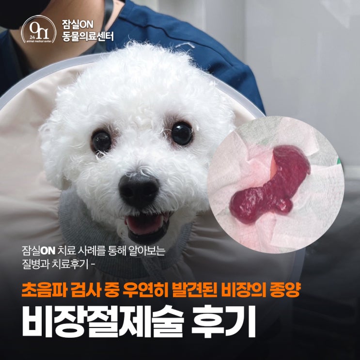 초음파 검사 중 발견된 비장의 종양 '강아지 비장절제술(Splenectomy)' 후기_송파잠실동물병원, 잠실ON동물의료센터 ...