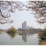 경기도 벚꽃명소 수원 광교저수지,만석공원,황구지천 벚꽃 개화상태