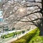 부산 벚꽃 명소 추천 TOP 3 : 온천천 시민공원, 맥도생태공원, 대신동 삼익아파트