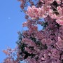 실시간 3월말 교토 벚꽃 + 교토 벚꽃명소 추천 (4월초까진 예쁠듯)