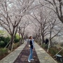 부산 삼락생태공원 벚꽃 유채꽃 명소 가볼만한곳 추천