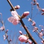 봄꽃 마무리 단계