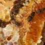 귀농 청정지역 자연담은 한봉 토종꿀 꿀이란~~ 토종꿀에 대한 Q&A