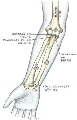 [기능해부학] 팔꿈치와 아래팔(1)_뼈와 관절의 구조 : 네이버 블로그